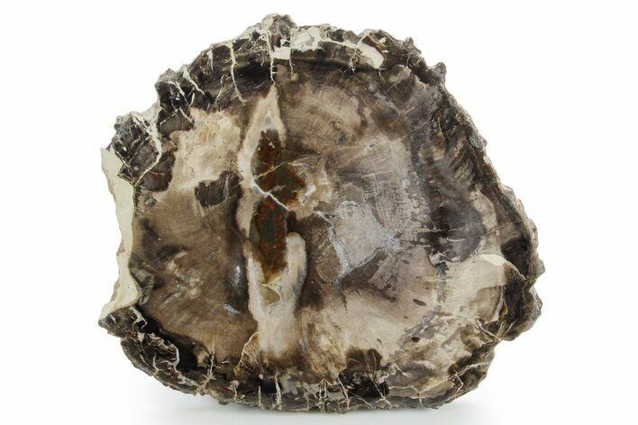 Polished Petrified Wood (Araucaria) Round - Madagascar #355319